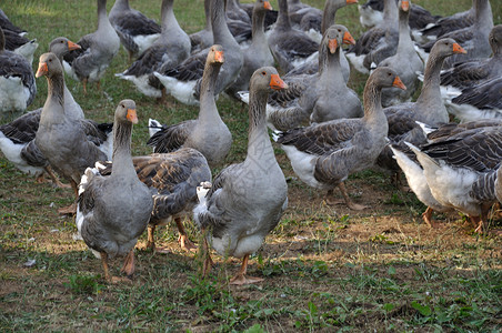 武装白鹅站在草地上鹅肝农业胸肉背景图片
