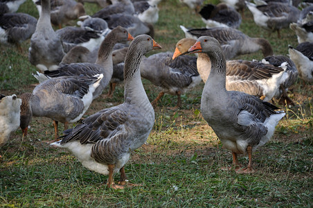 武装白鹅站在草地上胸肉鹅肝农业背景图片