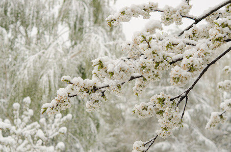 雪覆盖的苹果树白色背景图片