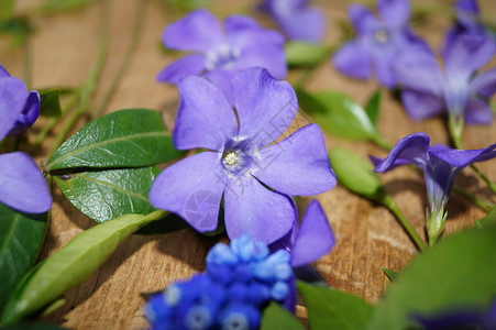 春紫紫花蓝花和绿叶背景背景图片