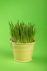 春草在小水桶中生长 绿色过绿色生物学金属绿色植物农业豆芽季节情况幼苗燕麦植物学背景图片