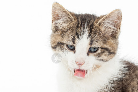 粉色舌头的猫年轻小猫的肖像背景