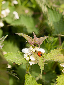 一只可爱而清脆的瓢虫 它自己拥有明亮而充满活力的色彩植物群叶子生物学女士生长环境昆虫甲虫植物场地背景图片