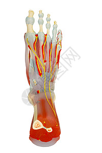 人类足部肌肉的顶部外观 与剪片帕隔绝的解剖学背景图片
