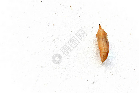 白菊花蝴蝶幼虫生命周期鳞翅目环境保护开端脊椎动物热带气候野生动物阶段背景图片