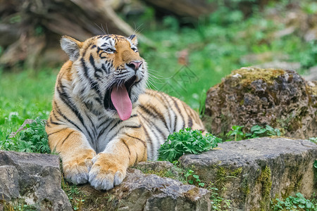 动物嘴猫科动物牙齿高清图片