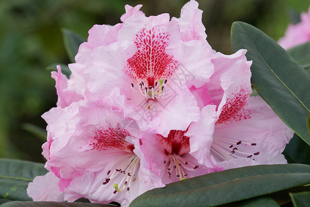 罗多登登伦 春天的预告者 花园的花朵觉醒园艺植物群粉色灌木衬套花坛花头公园植物背景图片
