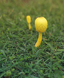 草黄蘑菇下毒的黄蘑菇露可科普洛里纳斯birnbaii背景