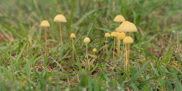 草黄蘑菇雨后湿草中的黄蘑菇背景