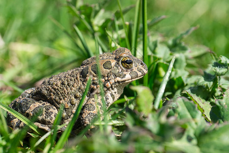 青蛙在草地上动物群野生动物眼睛甘蔗害虫热带宏观环境两栖生物澳大利亚高清图片素材