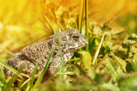 青蛙在草地上宏观海洋眼睛生物甘蔗动物群荒野野生动物环境害虫丑陋的高清图片素材
