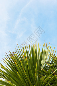 长青的Yucca树叶与蓝天背景图片