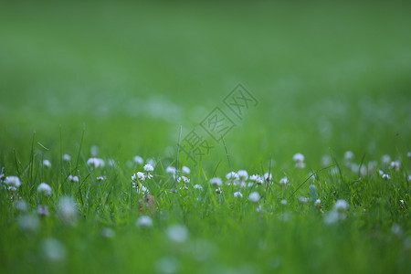 草地上的白色三叶草上花园绿色生长场地报复高清图片