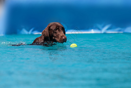 游泳球巧克力拉布拉多采集器用玩具游泳猎犬指针小狗水池精力乐趣宠物哺乳动物实验室动物背景