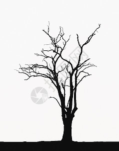 剪影光秃秃的树背景图片