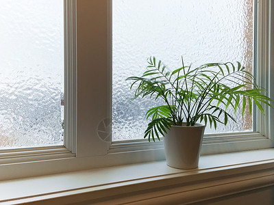 绿色植物和冰霜窗口背景图片