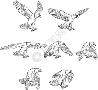 白头鹎鸟类白头鹰飞行图集 Se猎物画线海鹰翅膀野生动物手绘飞行草图刮板墨水插画