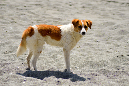 白色和红色狗友谊毛皮朋友们犬类宠物哺乳动物小狗婴儿猎犬动物小猎犬高清图片素材