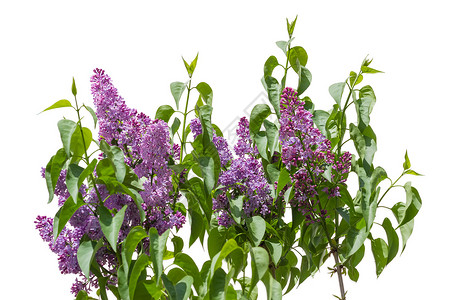 红花灌木 有紫花 在光背景上植物群高清图片素材
