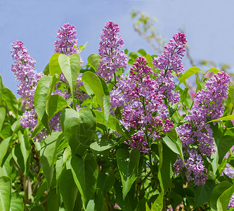 花朵与紫花对天的百合花丛自然高清图片素材