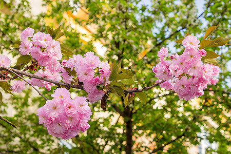 粉红色花朵樱花花 模糊的鲜花玫瑰大街植物群小路季节草地胡同花园天空公园背景图片