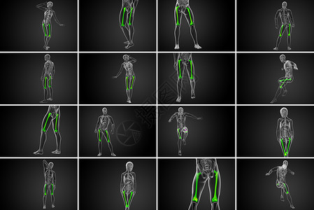 3d 提供大腿骨的医学插图骨骼颅骨髌骨渲染胫骨膝盖坐骨腓骨指骨解剖学背景