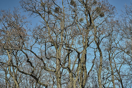 树上树枝 有寄生虫自然高清图片素材