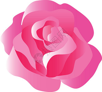红 粉和白平衡的玫瑰花岗花背景图片