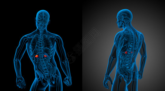 3d 提供肾上腺素医学插图器官输尿管解剖学尿道尿液蓝色渲染3d胸部膀胱背景图片