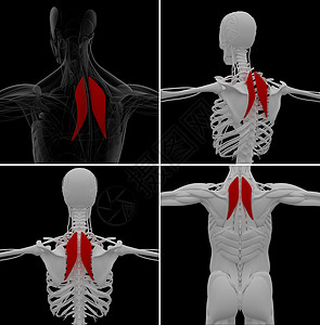 Rhomboideus的医学插图训练男性健身房三角肌运动员病人身体卫生解剖学器官背景图片