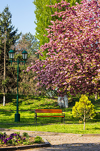 罗洛公园旧城市公园 有灯笼生活文化正方形樱花历史性鹅卵石场景历史城市公园背景