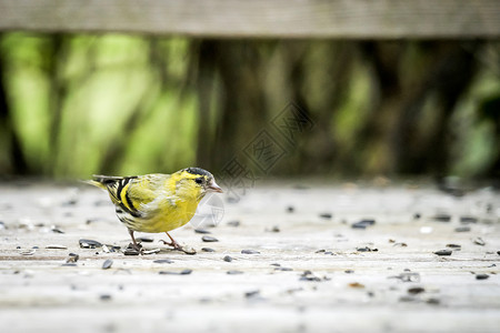 黄黄色的西斯金鸟 吃鸟籽自然高清图片素材