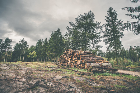 在松林中堆放的木柴云杉砍伐针叶树生物质材料森林记录树干林业生态路高清图片素材