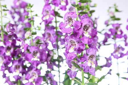 安香花花植物学粉色场地绿色热带花园植物群紫色植物季节美丽高清图片素材