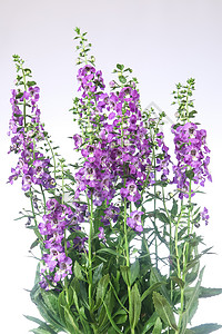 安香花花季节紫色花瓣植物植物群植物学花园粉色生长热带花的高清图片素材