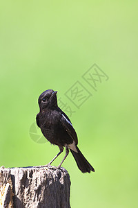 自然背景上的鸟黑图像 萨克斯动物荒野鸟类国家热带记事本眼睛摄影翅膀野生动物背景图片