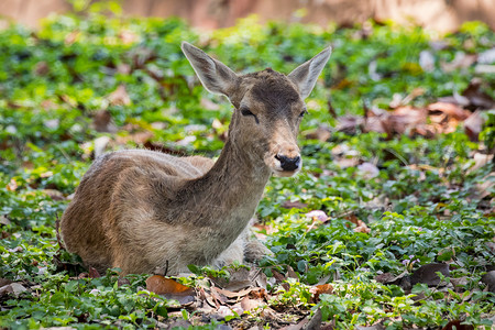 野生动物 自然背景上的鹿的图像丛林公园热带赤道毛皮哺乳动物鹿角吉祥物林地动物水鹿高清图片素材