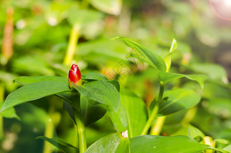 唇齿留香泰国的Songkhla头或姜季节性发芽花瓣草本植物植物群百合绿色日光活力植物背景