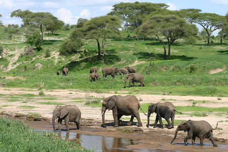 大象喝水非洲博茨瓦纳草原的野生大象大象危险野生动物獠牙国家草食性力量公园风景厚皮大草原背景