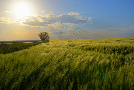 手指类风素材日落在绿色黑麦田上面包小麦场景太阳生长天空季节阳光手指庄稼背景