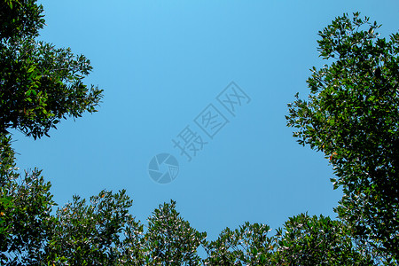 泰国红树林地区旅行天空假期环境蓝色沼泽生态反射红树林公园丛林高清图片素材
