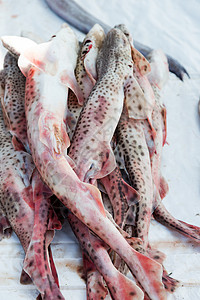 在莫罗州Essaouira的鱼市上展示新渔获鲨鱼鲈鱼高清图片素材