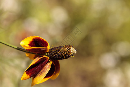 Rudbeckia黄花和红花 Rudbeckia最高标准 带圆锥形花瓣圆锥雏菊花园黄色金光红色花蕊背景图片
