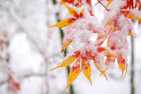 意外与灾害南韩雪地覆盖红瀑布苦恼降雪森林雪花公园果园叶子场景车道淋浴背景