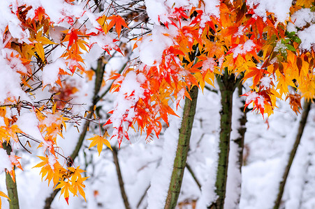 意外与灾害南韩雪地覆盖红瀑布森林天气苦恼雪花灾难淋浴果园灾害季节童话背景