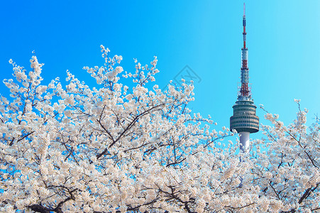 汉城塔景福宫春天高清图片