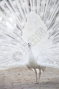 白孔雀显示尾部 羽毛展览水平尾巴荒野野生动物活力热带野鸡公园脖子背景图片