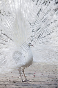 白孔雀显示尾部 羽毛热带脖子男性眼睛白色尾巴动物荒野野鸡公园背景图片