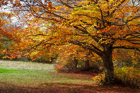 意大利Canfaito公园森林的多彩秋天高清图片