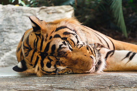 孟加拉老虎正在泰国睡觉高清图片